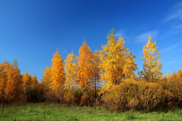 foglie di autunno