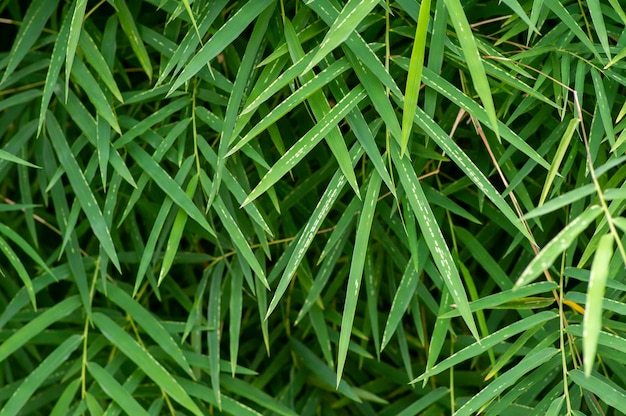 Foglie di bambù per sfondo naturale e sfondo del computer