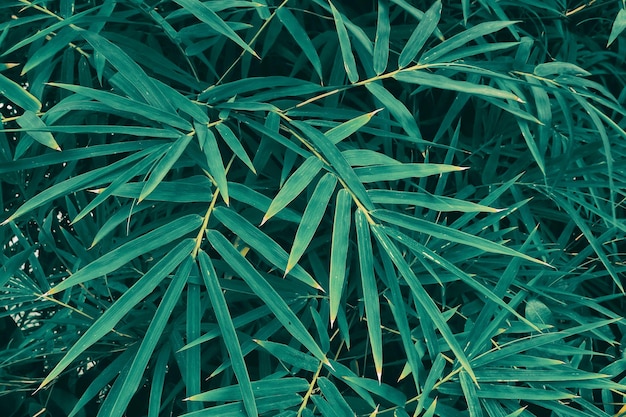 Foglie di bambù, sfondo verde della natura