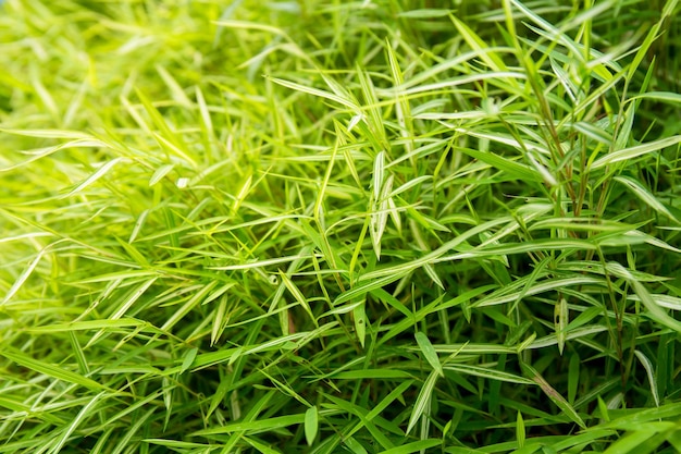 Foglie di bambù verde per lo sfondo della carta da parati Segno di sfondo di bambù per la pace o il design