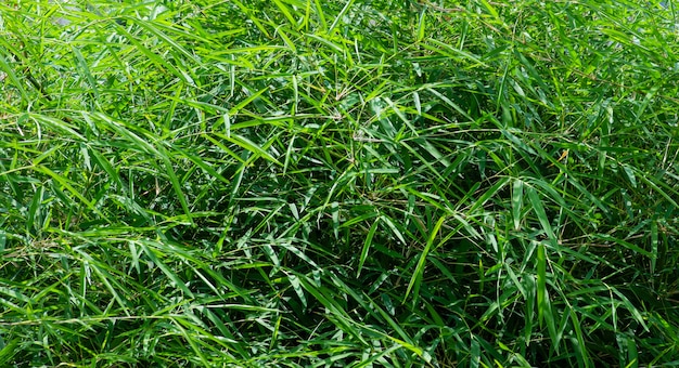 Foglie di bambù verdi per sfondo naturale