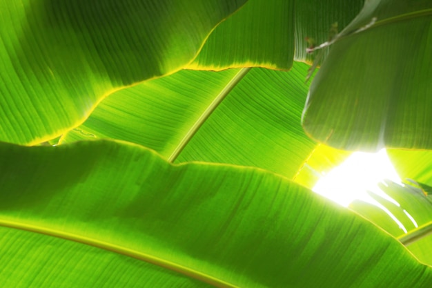 Foglie di banana con sfondo di luce solare