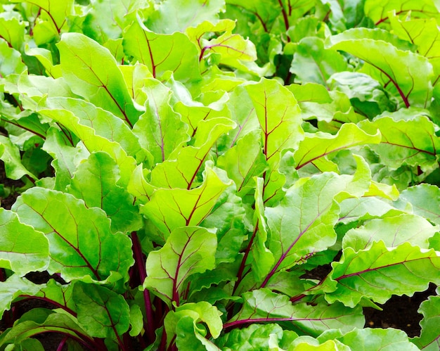 Foglie di barbabietola. Foglie di barbabietola, foglie di barbabietola fresca sfondo. Foglie verdi di barbabietola in campo. Crescita di foglie di barbabietola in azienda agricola biologica.