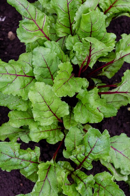 Foglie di barbabietole giovani rosse verdi organiche che crescono sul letto del giardino