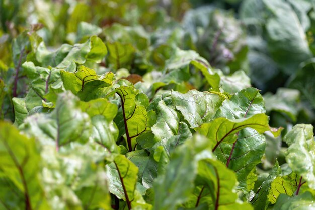 Foglie di barbabietole nell'orto