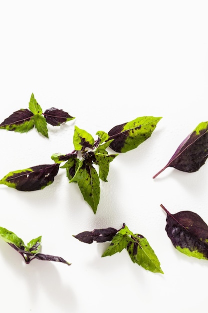 Foglie di basilico colorato verde e viola su uno sfondo bianco effetto di vitiligine