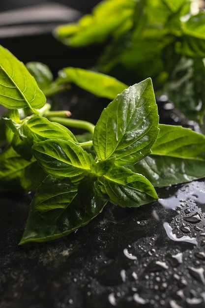 Foglie di basilico fresco biologico dal giardino di casa