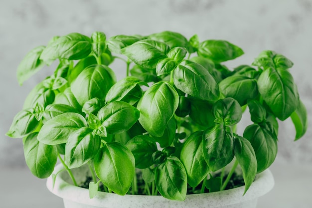 Foglie di basilico Pianta di basilico con foglie verdi