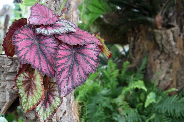 Foglie di Begonia su tronco, della specie Begonia brevirimosa