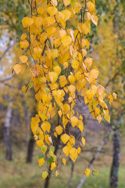 Foglie di betulla che cadono in autunno