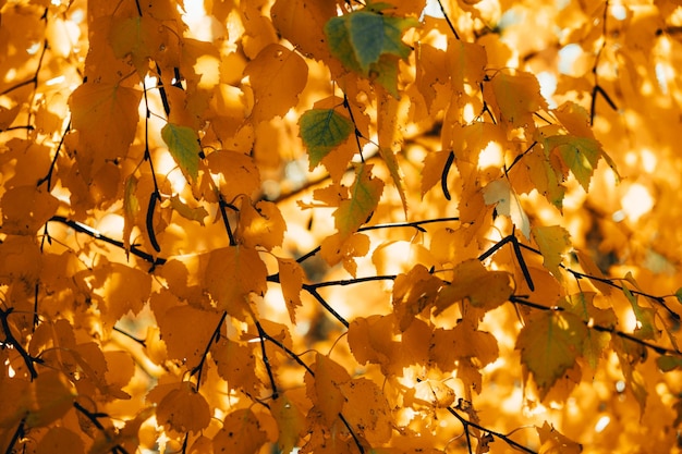 Foglie di betulla gialla attraverso le quali irrompe la luce del sole in autunno.