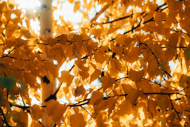 Foglie di betulla gialla attraverso le quali irrompe la luce del sole in autunno.