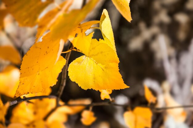 Foglie di betulla gialla nella foresta autunnale. Messa a fuoco selettiva. Natura autunnale, scena autunnale