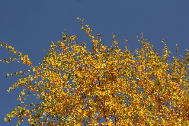 Foglie di betulla gialle in autunno contro un cielo blu