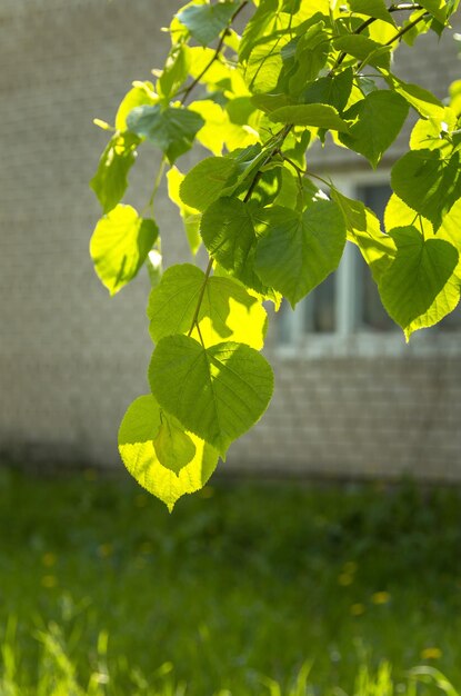 foglie di betulla su un albero