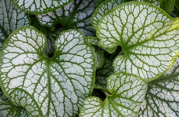 Foglie di brunnera testurizzate nel giardino Piante perenni ornamentali