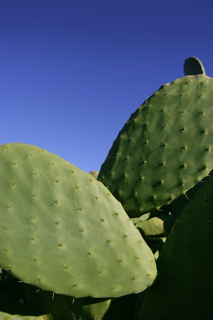 Foglie di cactus e il cielo