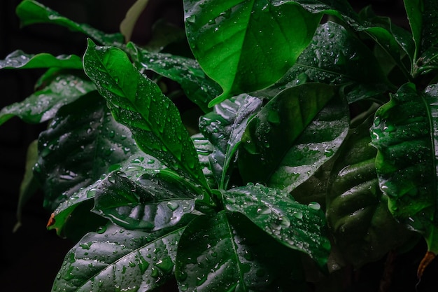 Foglie di caffè verde sotto la pioggia Vegetazione fresca su sfondo scuro Sfondo di bellezza