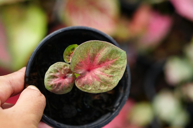 foglie di caladium in vaso ottima pianta per decorare il giardino