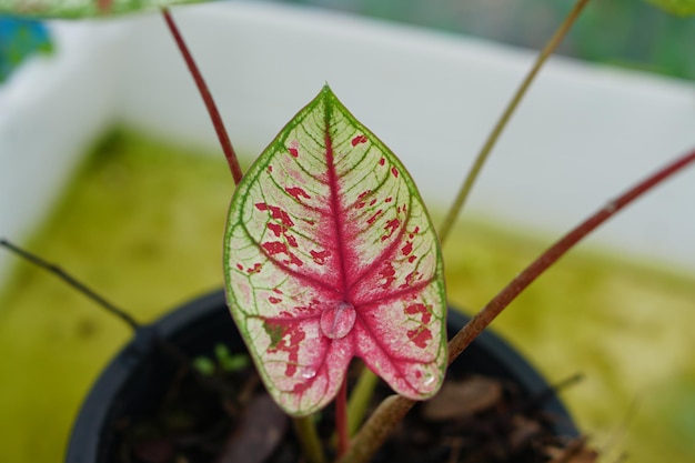 foglie di caladium in vaso ottima pianta per decorare il giardino