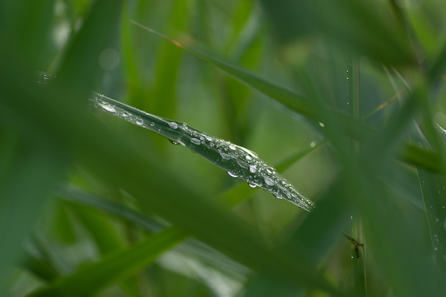 Foglie di canna con gocce d'acqua Gocce di rugiada sulle foglie di canna