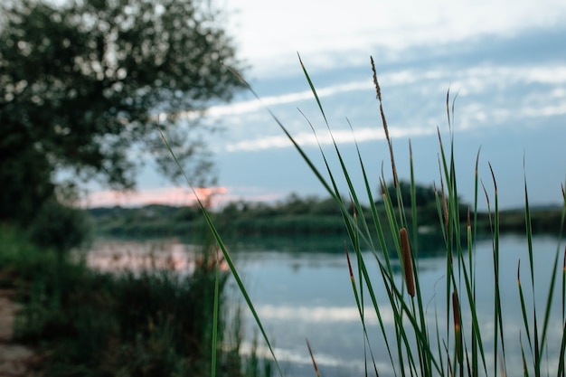 Foglie di canna sulle rive del fiume azzurro monovgat al tramonto concetto di pesca e turismo