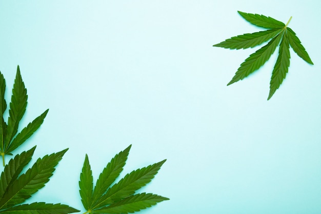 Foglie di cannabis, foglie di marijuana su sfondo blu