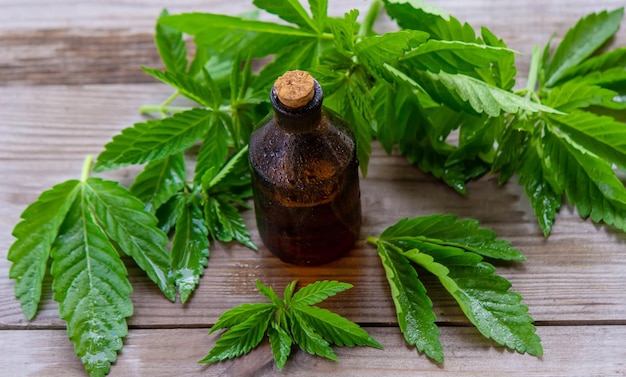 Foglie di cannabis fresche di olio di canapa Vasi di olio di cannabis fuoco selettivo