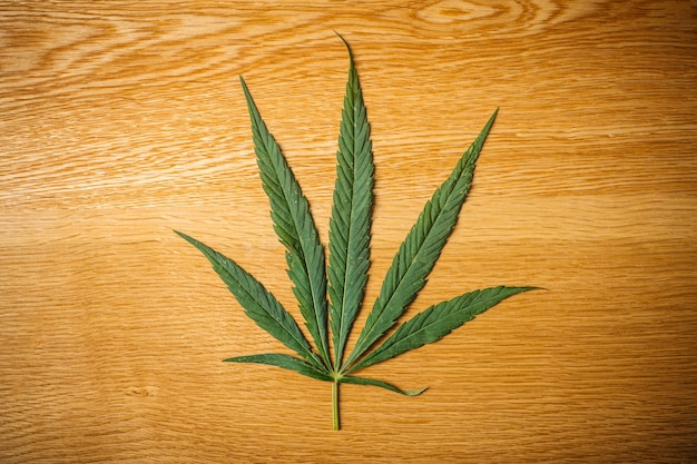 Foglie di cannabis (marijuana) in mani femminili.