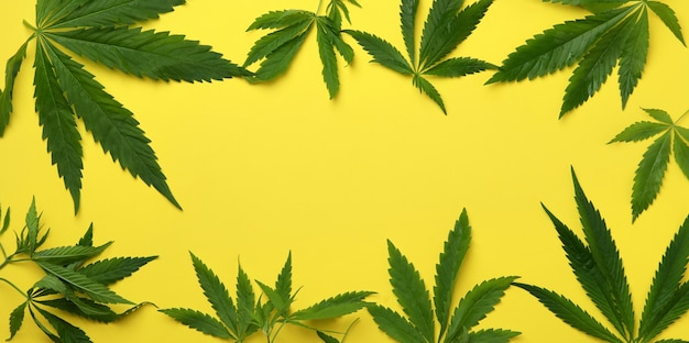 Foglie di cannabis su giallo, spazio per il testo