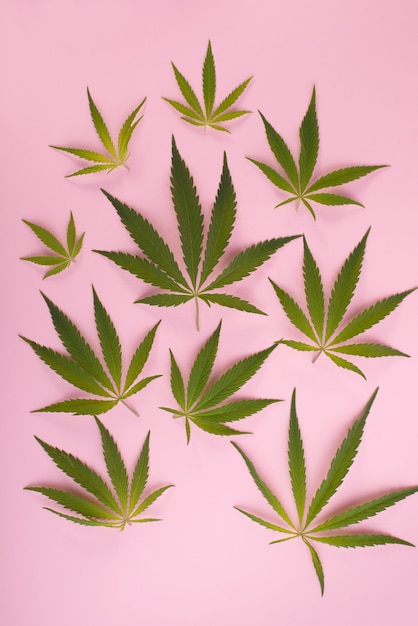 Foglie di cannabis su sfondo rosa. Concetto di vista dall'alto