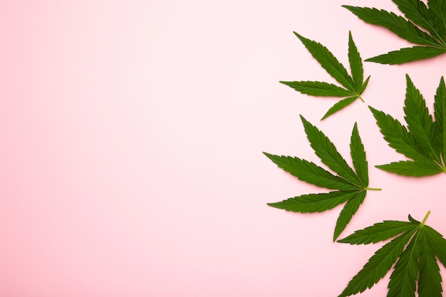 Foglie di cannabis su uno sfondo rosa