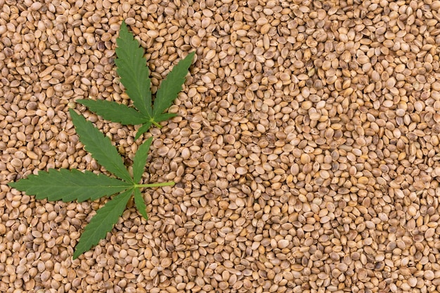 Foglie di cannabis sullo sfondo dei semi di canapa.