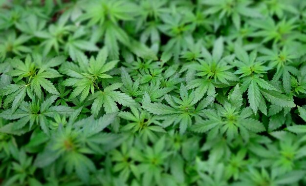 Foglie di cannabis verdi con sfondo a trama morbida