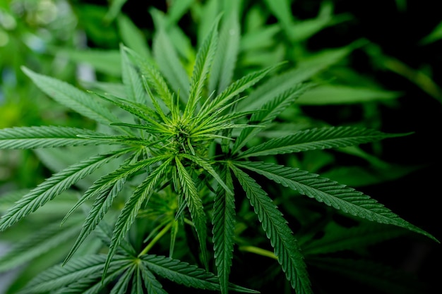 Foglie di cannabis verdi per scopi medicinali o culinari