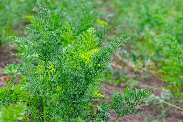 Foglie di carota verde sul letto Carote in crescita