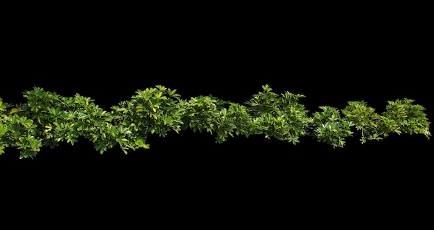 Foglie di cespuglio isolano rifiniture casuali per ritoccare la recinzione intorno, decorare il giardino e la casa