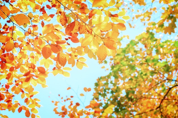 Foglie di ciliegio giallo autunnale nel parco autunnale, dai toni rétro