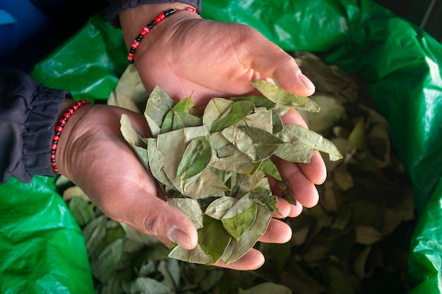 Foglie di coca in vendita in una bancarella nel mercato centrale della città di Cusco in Perù