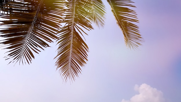 Foglie di cocco e cielo blu sulla spiaggia