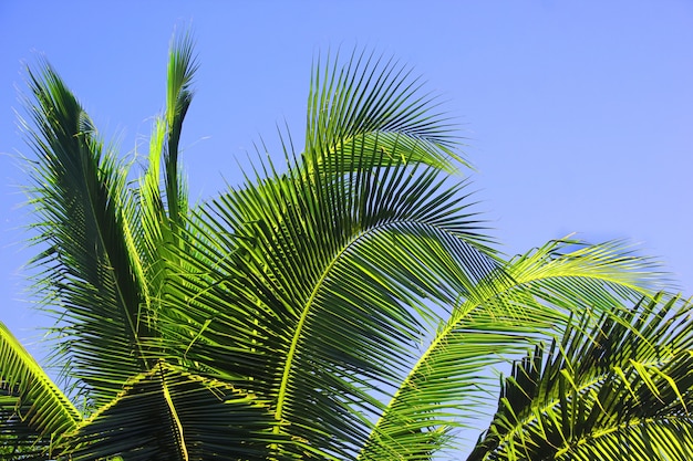 Foglie di cocco sul cielo.