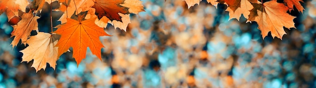 Foglie di colore autunnale sui rami Banner di caduta