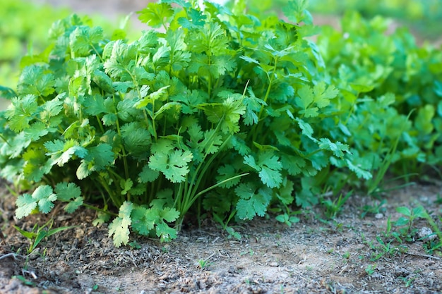 Foglie di coriandolo nell'orto per la salute alimentare e il concetto di agricoltura Organico