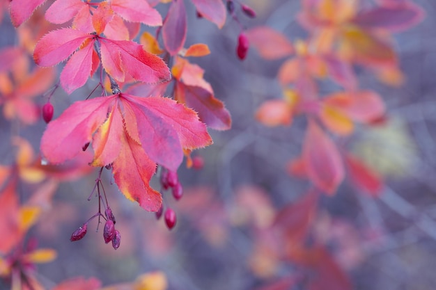 Foglie di crespino viola brillante in autunno La bellezza della natura