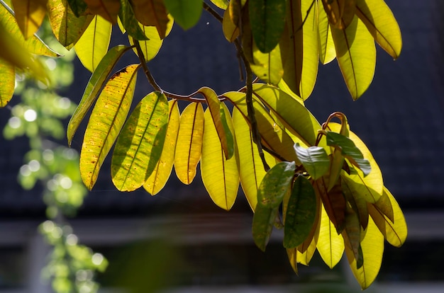 Foglie di Durian Durio zibethinus re dei frutti controluce girato a fuoco scalogno