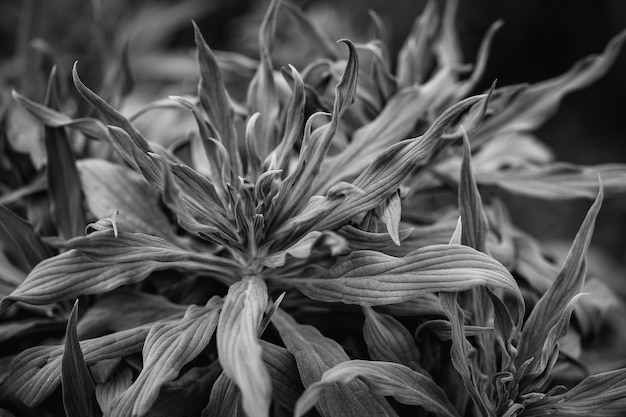 Foglie di Echium Candicans noto anche come Pride of Madeira in bianco e nero