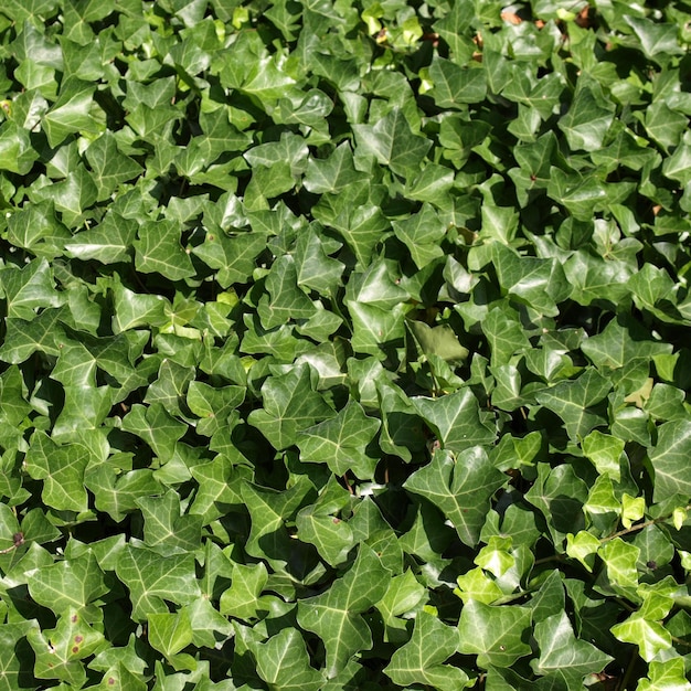 Foglie di edera di piante di edera