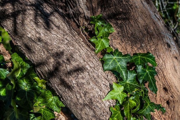 Foglie di edera su un albero