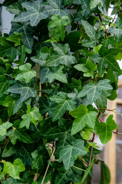 Foglie di edera su una pianta di vite Hedera helix