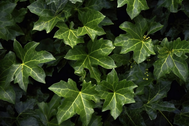 Foglie di edera verde in giardino Sfondo naturale e texture